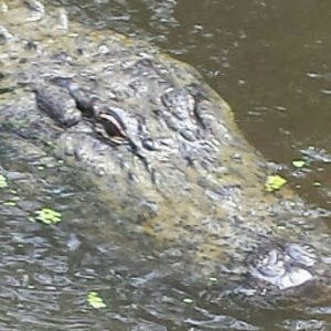 Meet your Posher, Troy